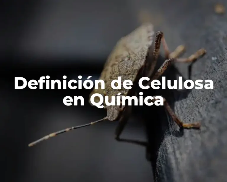 Definición de Celulosa en Química