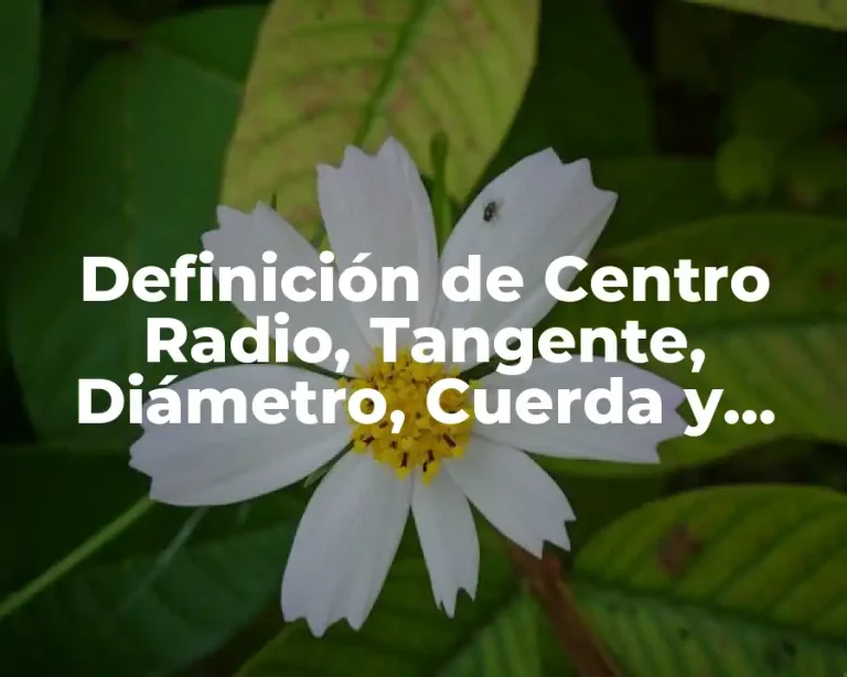 Definición de Centro Radio, Tangente, Diámetro, Cuerda y Secante