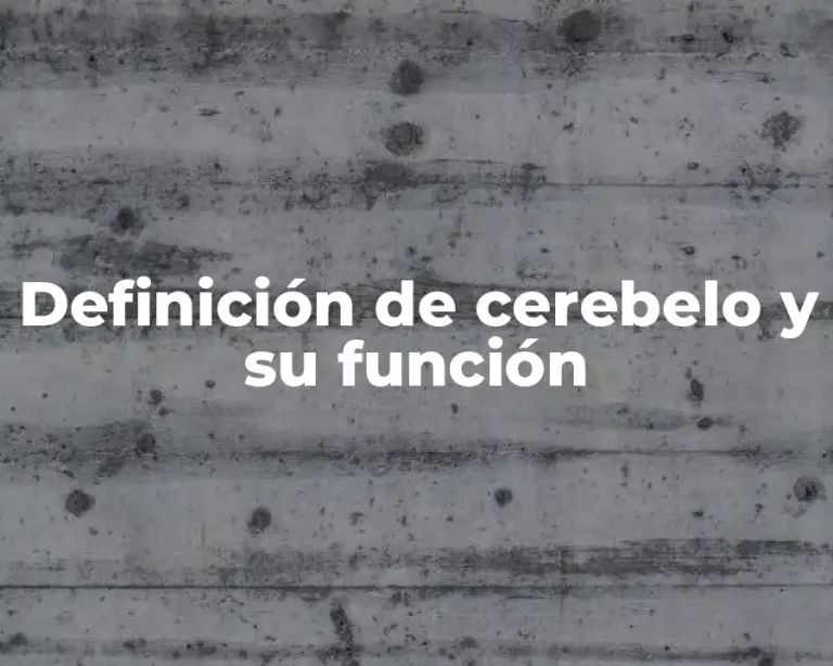 Definición de cerebelo y su función