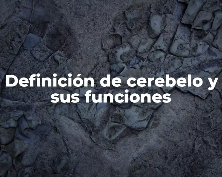 Definición de cerebelo y sus funciones