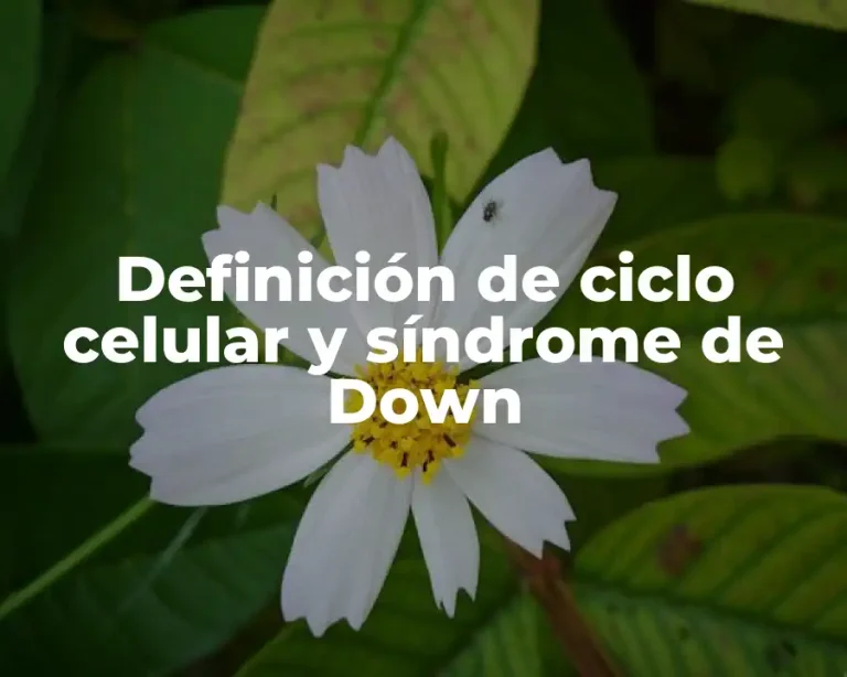 Definición de ciclo celular y síndrome de Down