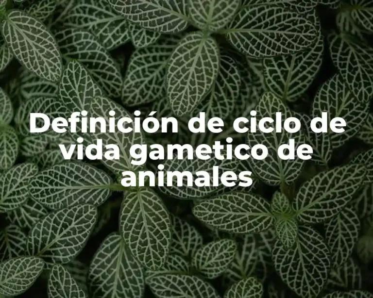 Definición de ciclo de vida gametico de animales