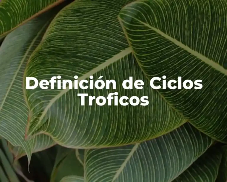Definición de Ciclos Troficos