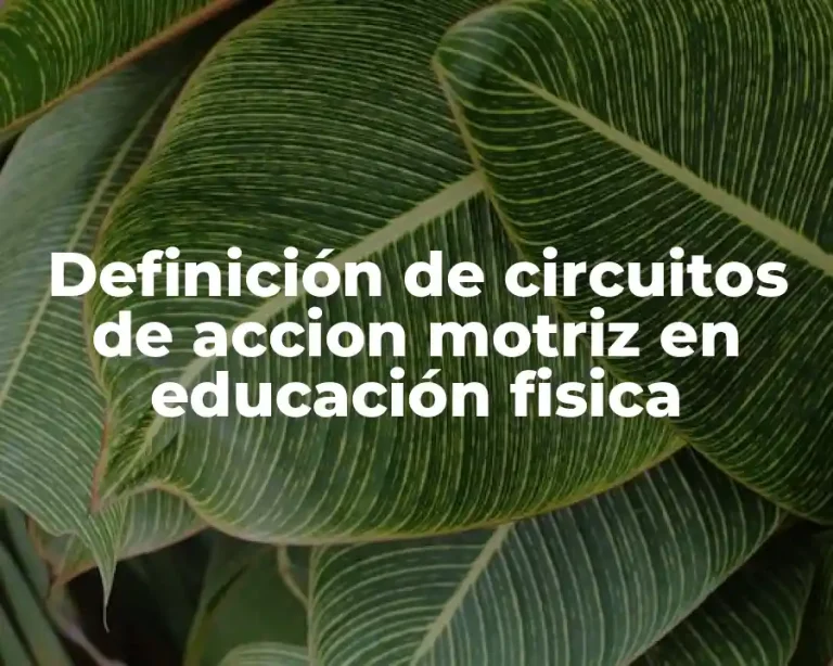 Definición de circuitos de accion motriz en educación fisica