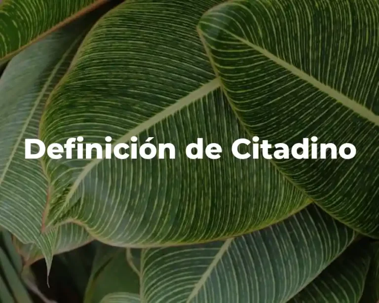 Definición de Citadino