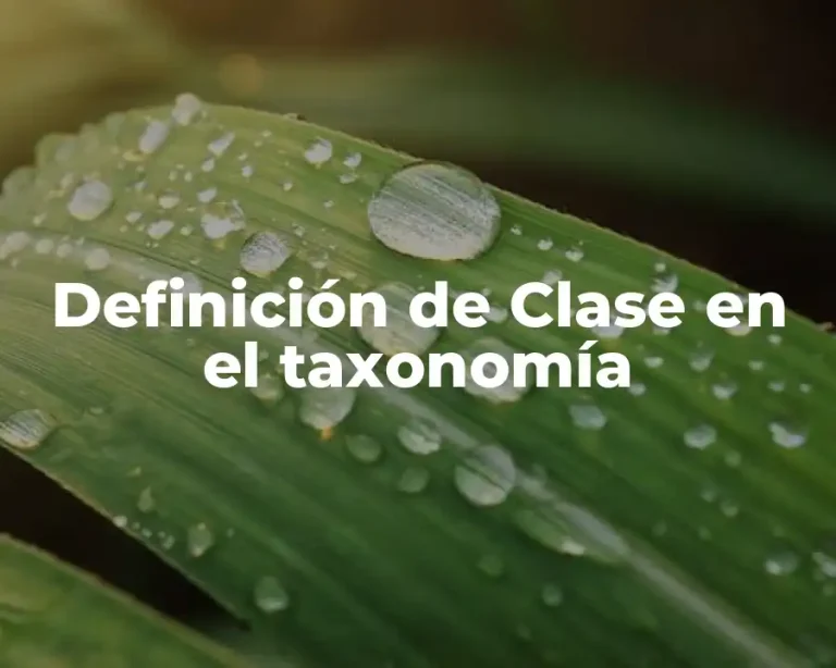 Definición de Clase en el taxonomía