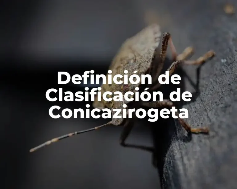Definición de Clasificación de Conicazirogeta