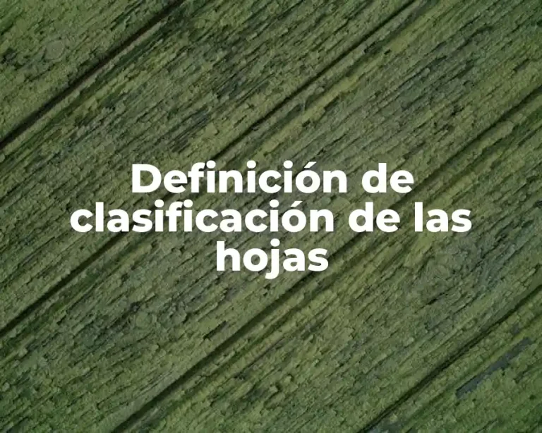 Definición de clasificación de las hojas