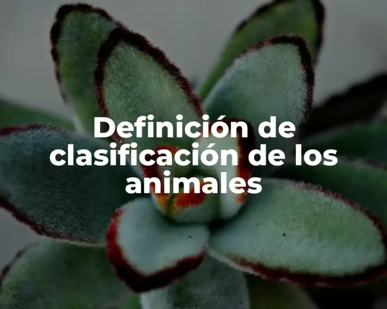Definición de clasificación de los animales