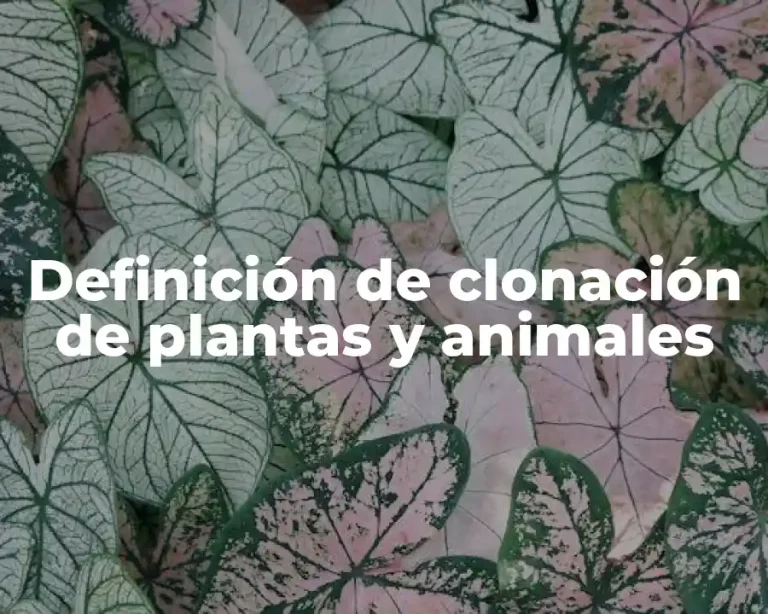 Definición de clonación de plantas y animales