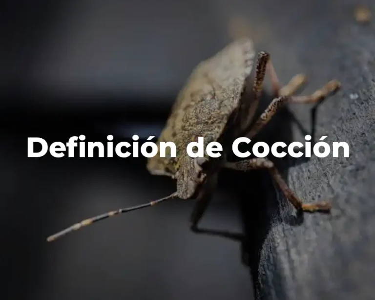 Definición de Cocción