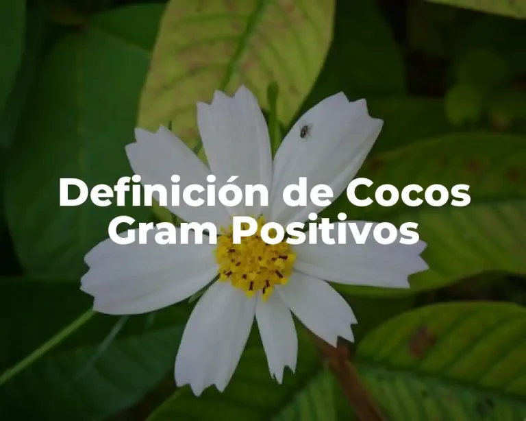 Definición de Cocos Gram Positivos