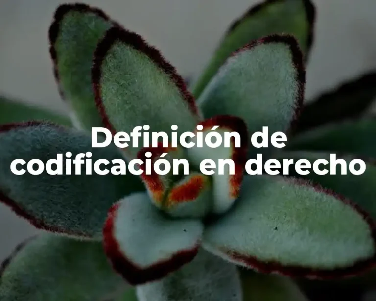 Definición de codificación en derecho