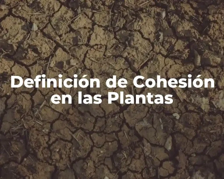 Definición de Cohesión en las Plantas