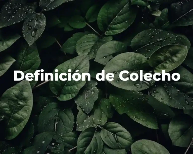 Definición de Colecho