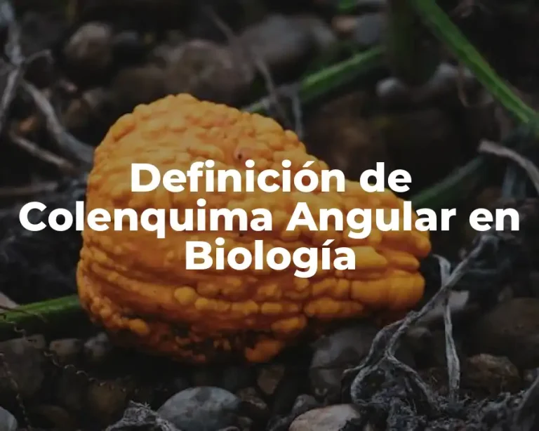 Definición de Colenquima Angular en Biología