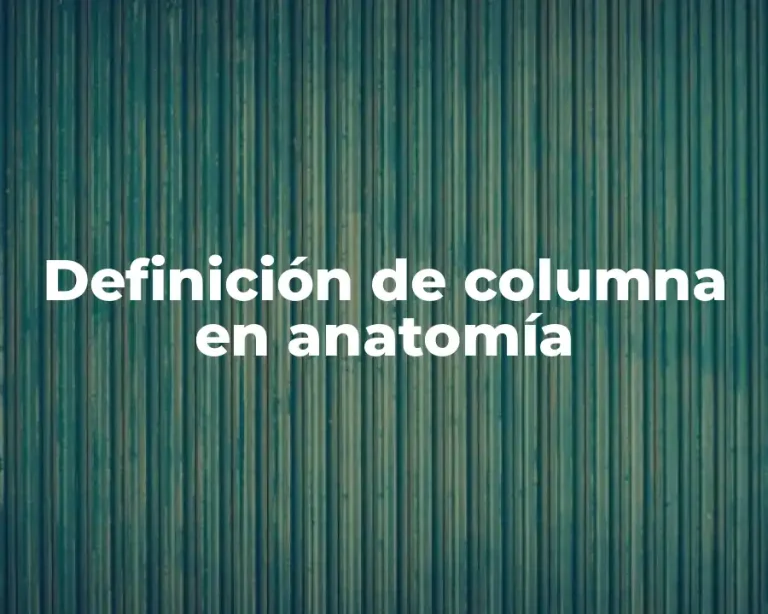 Definición de columna en anatomía