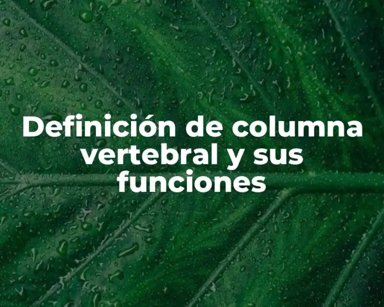 Definición de columna vertebral y sus funciones