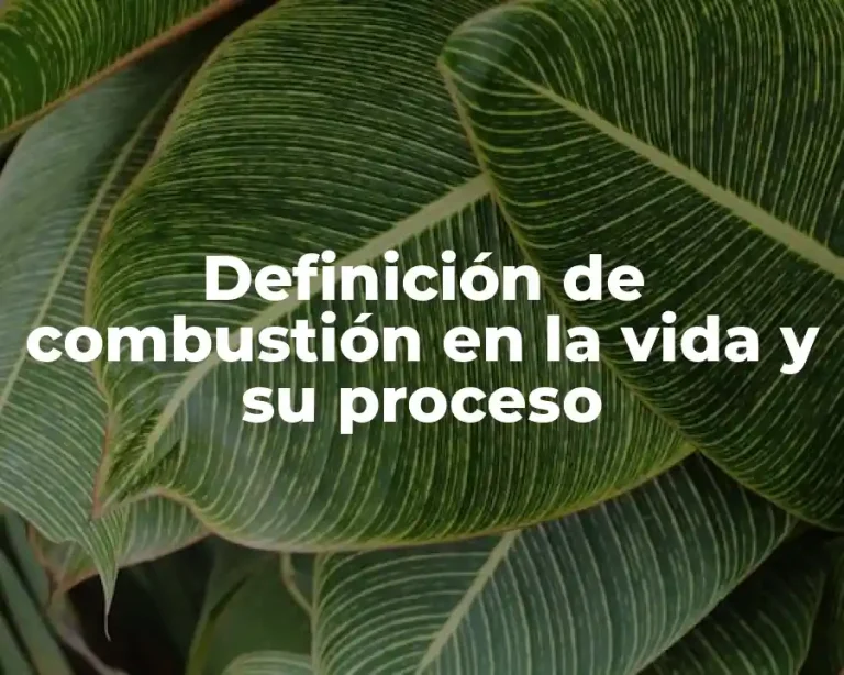 Definición de combustión en la vida y su proceso