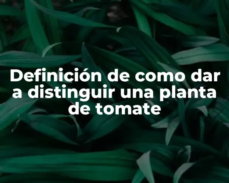 Definición de como dar a distinguir una planta de tomate