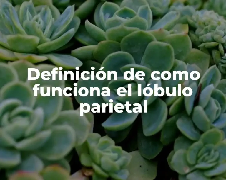 Definición de como funciona el lóbulo parietal