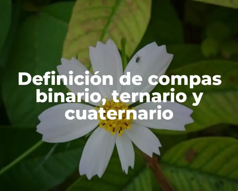 Definición de compas binario, ternario y cuaternario