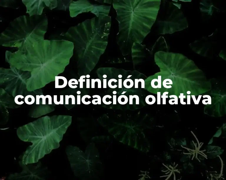 Definición de comunicación olfativa