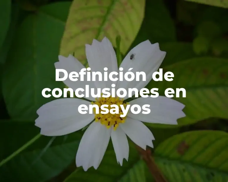 Definición de conclusiones en ensayos