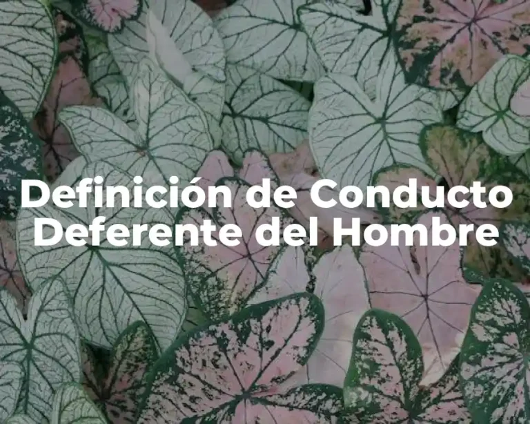 Definición de Conducto Deferente del Hombre