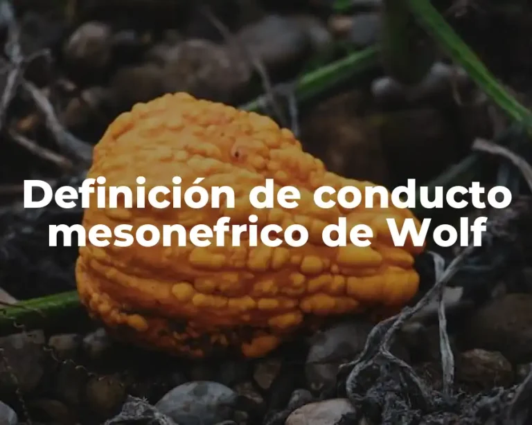 Definición de conducto mesonefrico de Wolf
