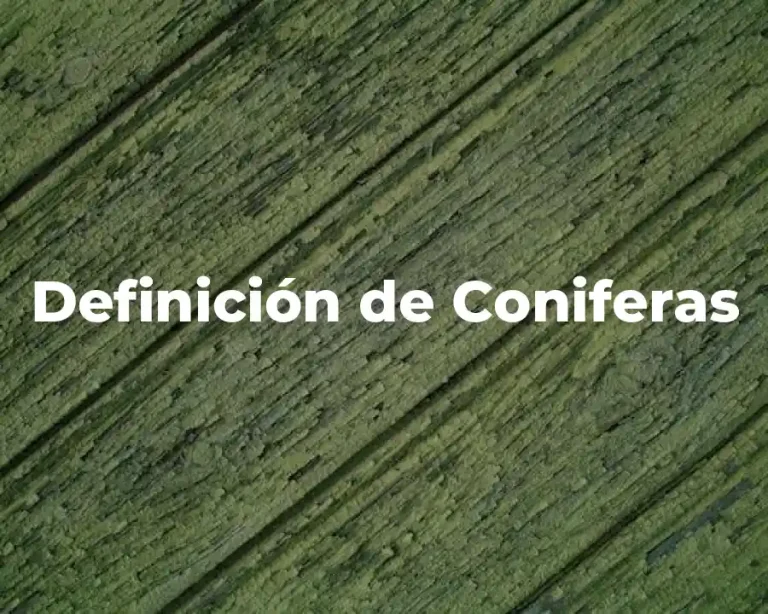 Definición de Coniferas