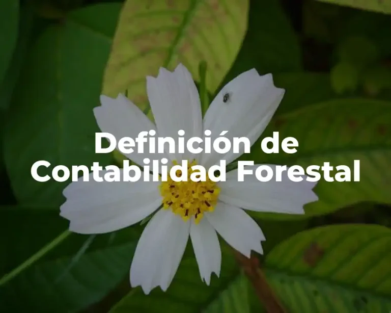 Definición de Contabilidad Forestal