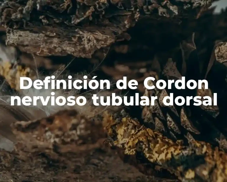 Definición de Cordon nervioso tubular dorsal