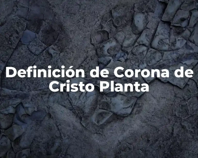 Definición de Corona de Cristo Planta