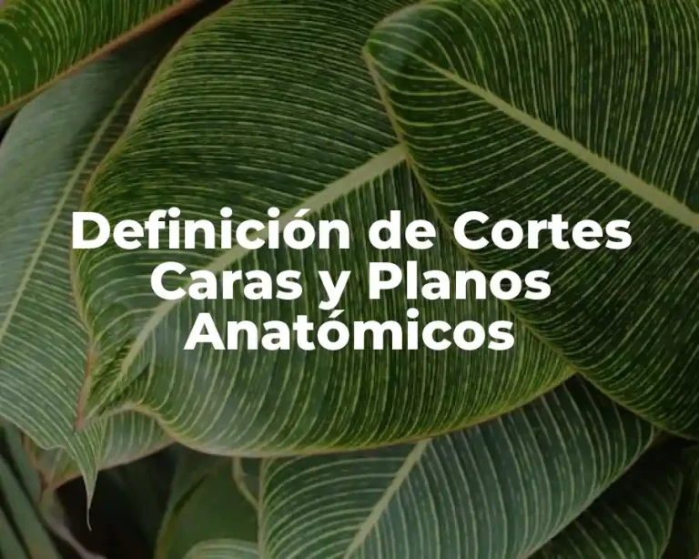 Definición de Cortes Caras y Planos Anatómicos