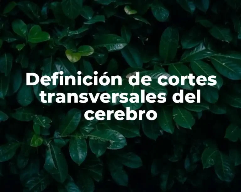Definición de cortes transversales del cerebro