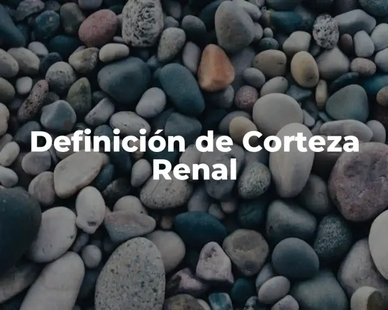Definición de Corteza Renal