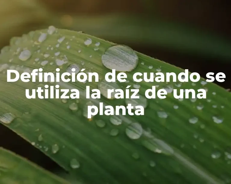 Definición de cuando se utiliza la raíz de una planta