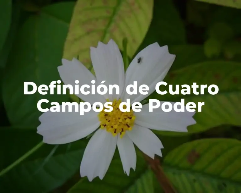 Definición de Cuatro Campos de Poder