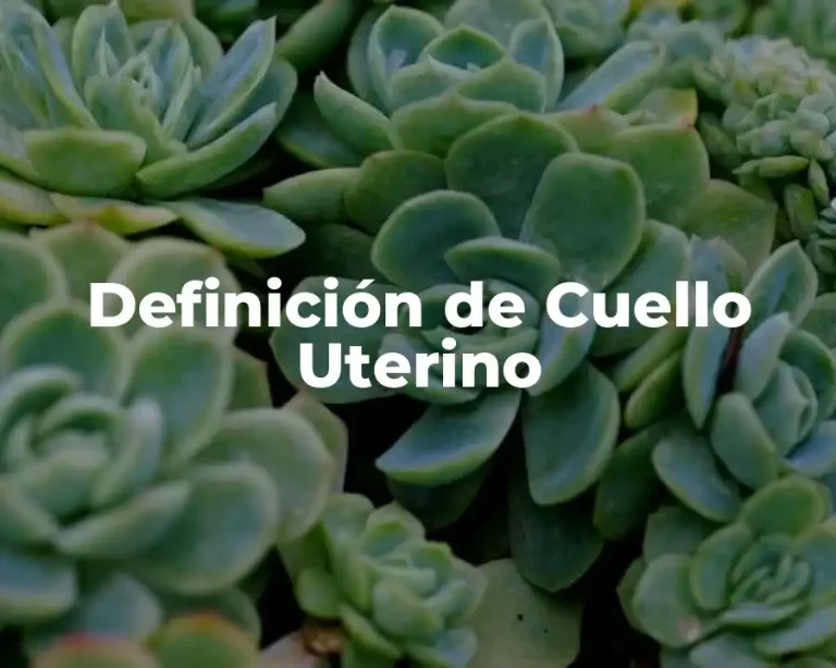 Definición de Cuello Uterino