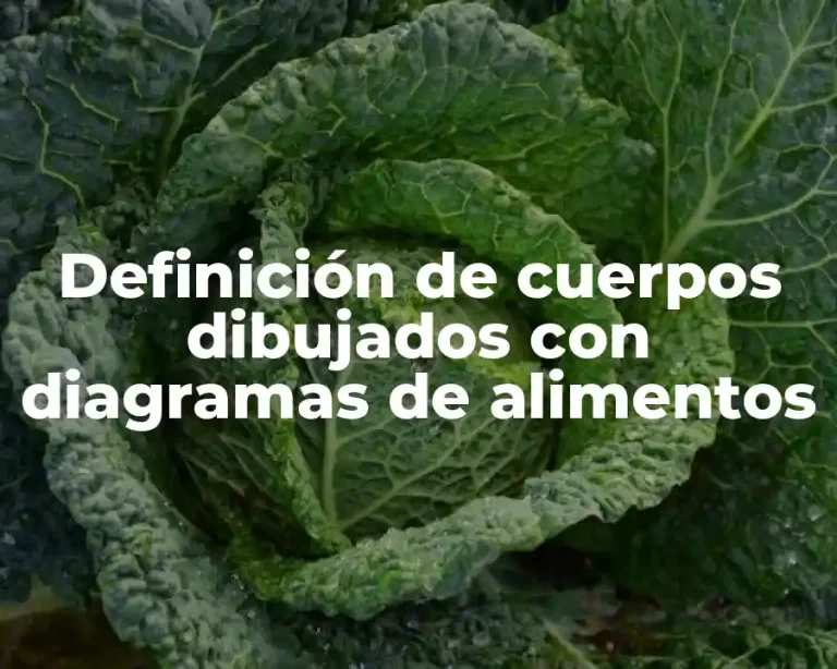 Definición de cuerpos dibujados con diagramas de alimentos