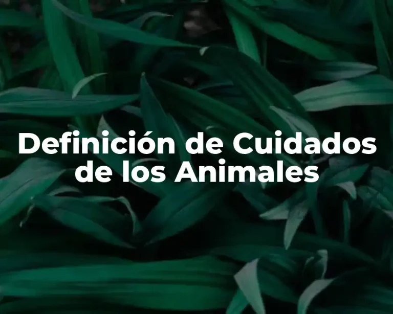 Definición de Cuidados de los Animales