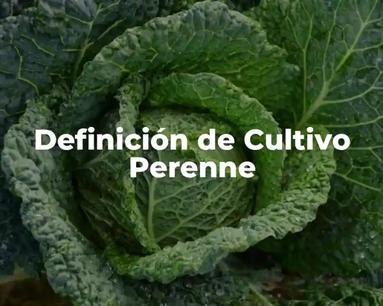 Definición de Cultivo Perenne