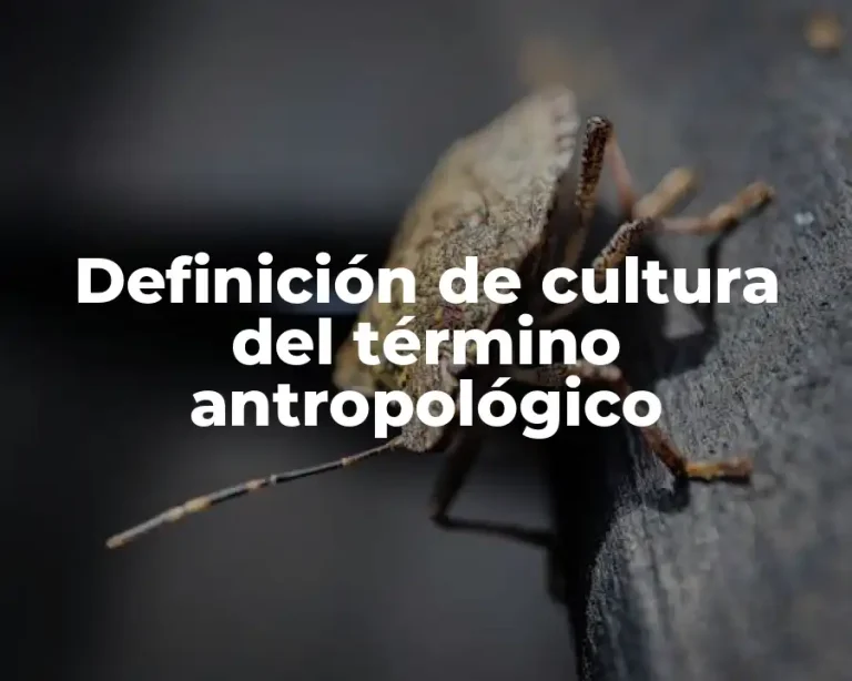 Definición de cultura del término antropológico