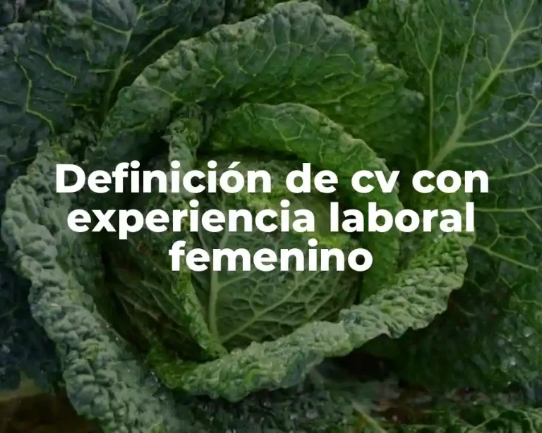 Definición de cv con experiencia laboral femenino