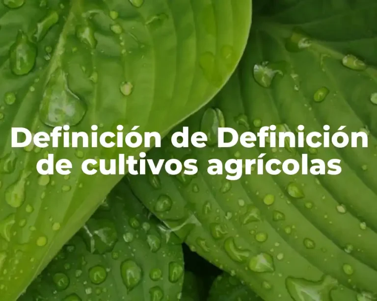 Definición de Definición de cultivos agrícolas