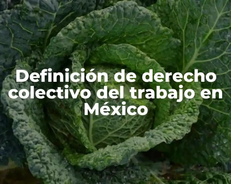 Definición de derecho colectivo del trabajo en México
