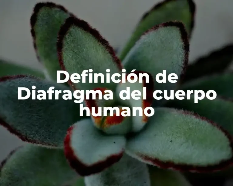 Definición de Diafragma del cuerpo humano
