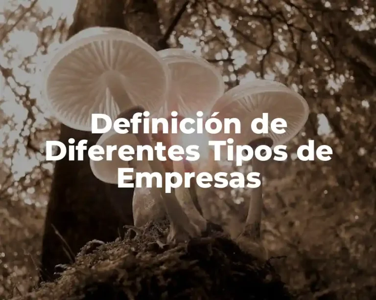 Definición de Diferentes Tipos de Empresas