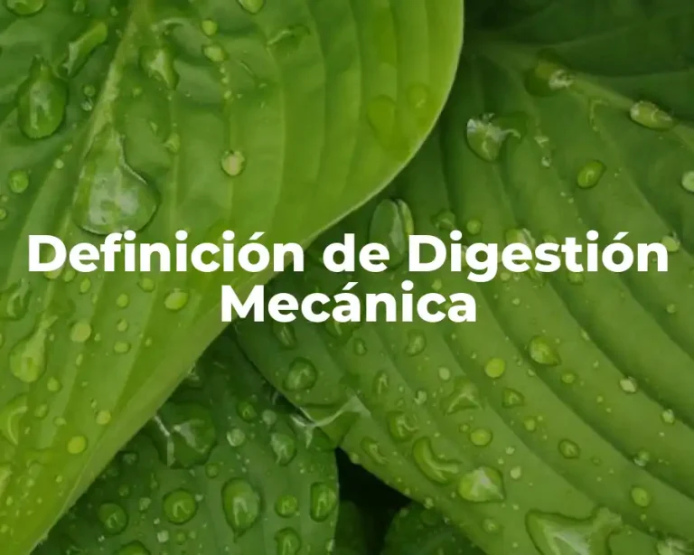 Definición de Digestión Mecánica
